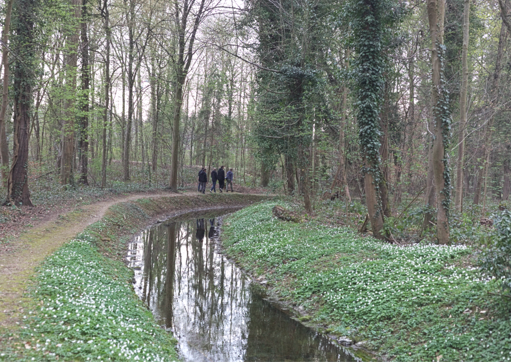 Einer der drei Versickerungsgräben im Hardwald